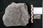 Foto (Objekt + Etikett) von Neuropteris sp.  (NHMW-GEO-2024-0188-10691)
